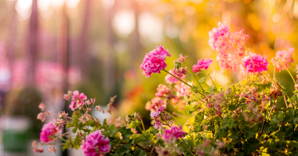 autumn garden flowers
