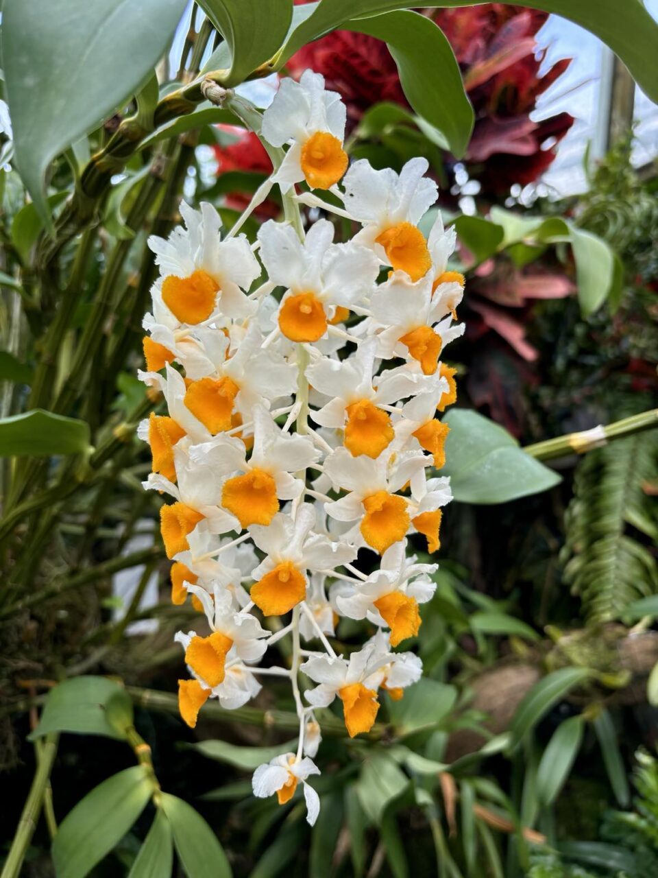 flowers inside a conservatory