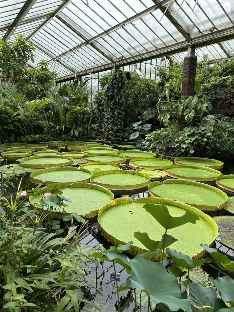 large lily pads inside a conservatory