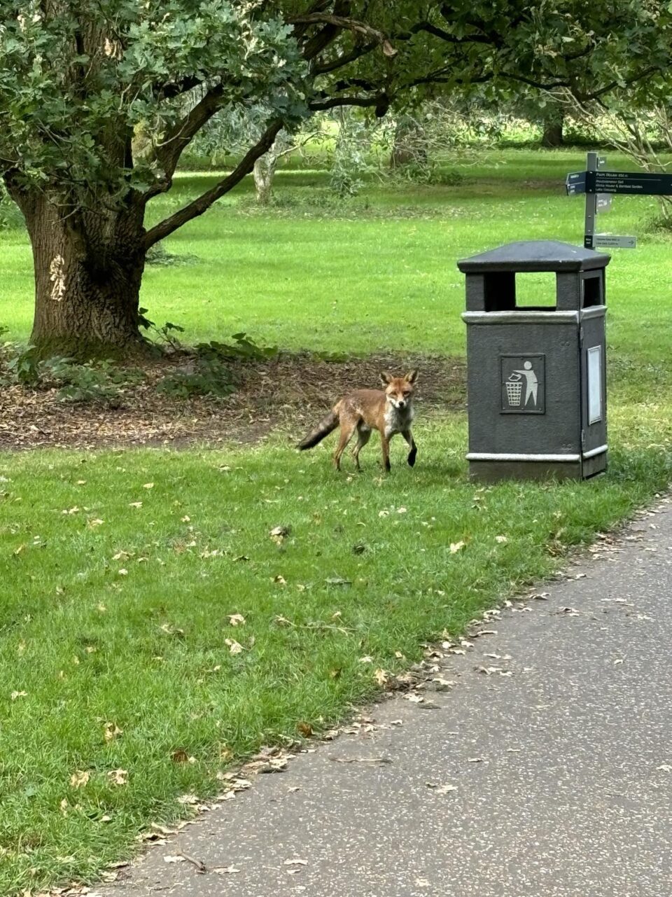 a fox by a bin in Kew Gardens