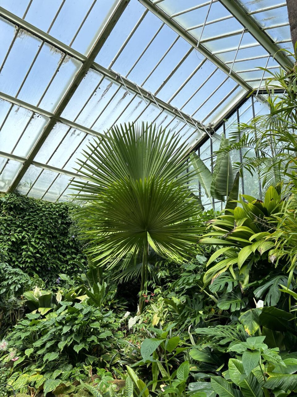 palms inside a conservatory