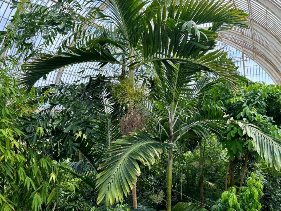 palm house inside