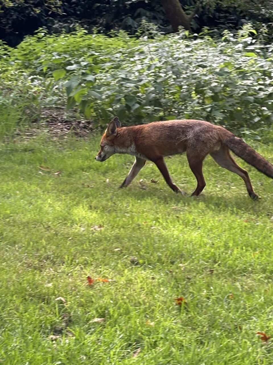 a fox walking by