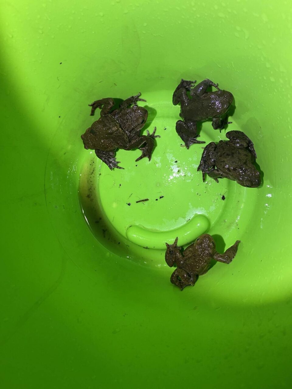 toads in bucket