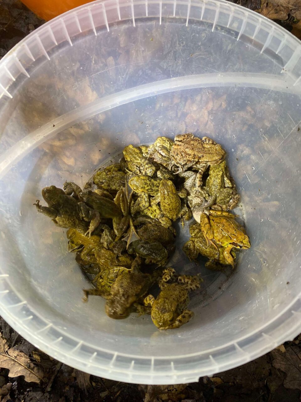 toads in a bucket