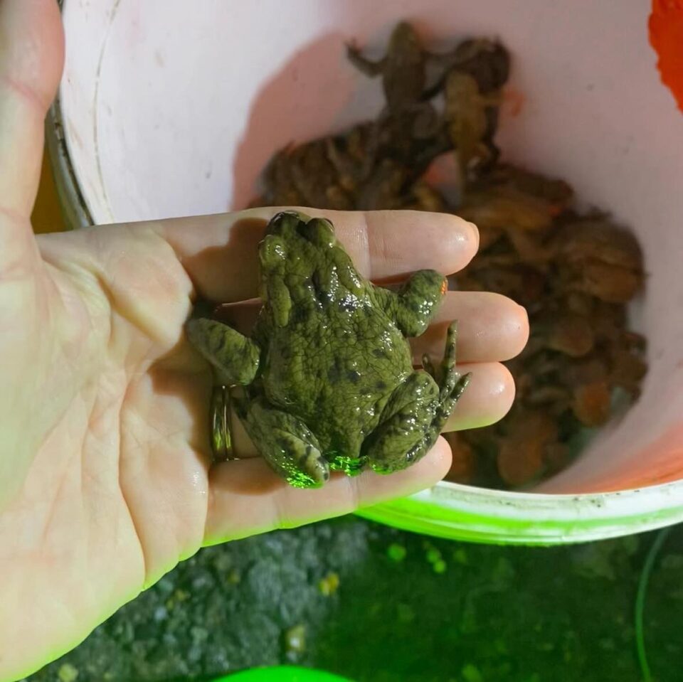 a toad in a hand