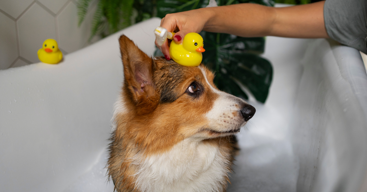 dog in a bath