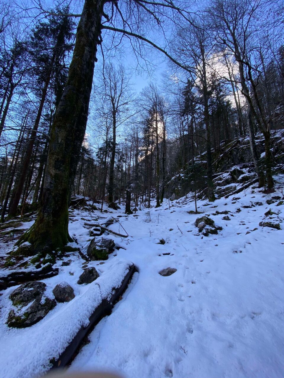 snowy forest