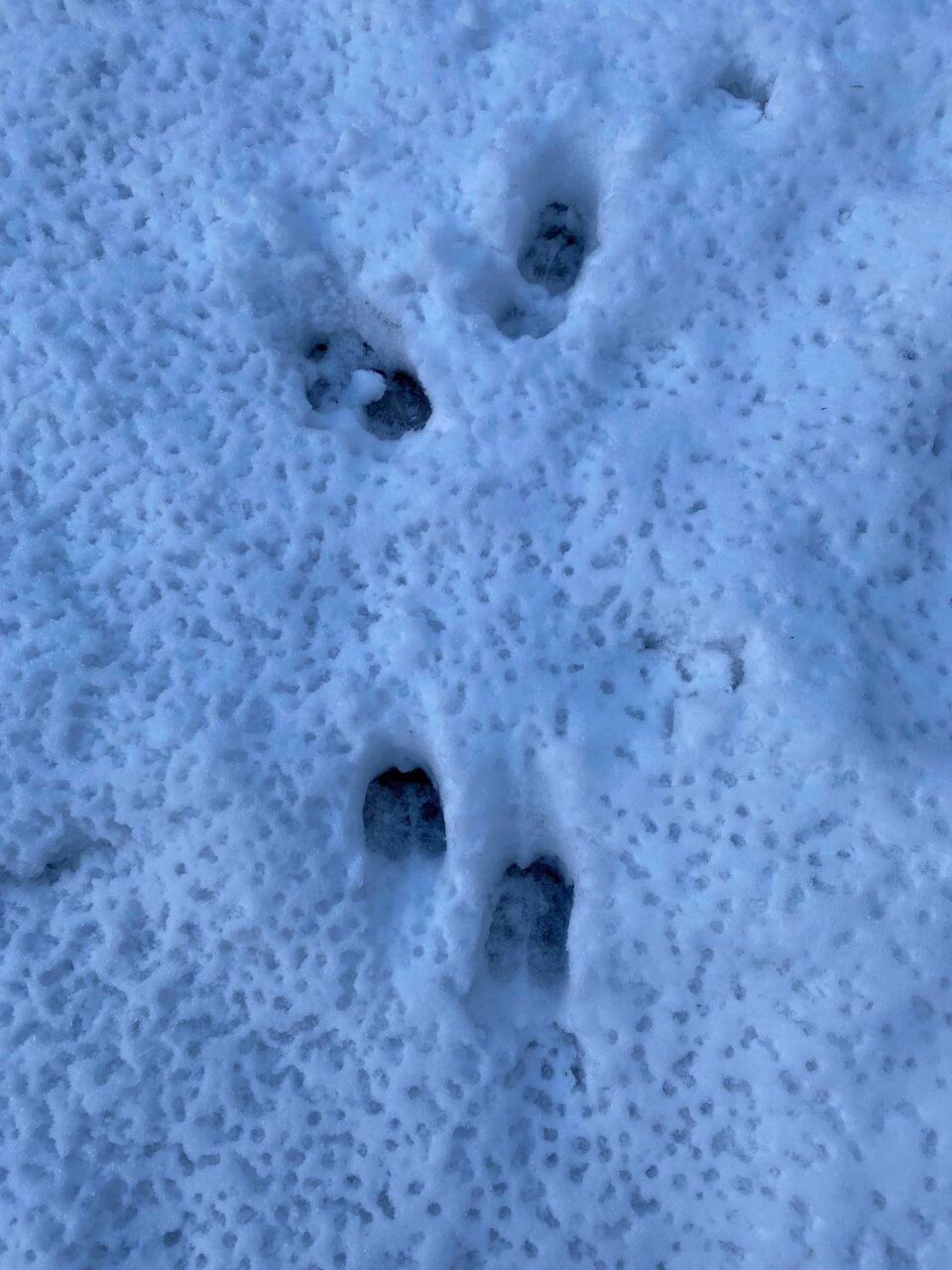 deer prints in the snow