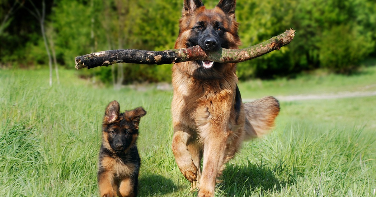 GSD adult and pup