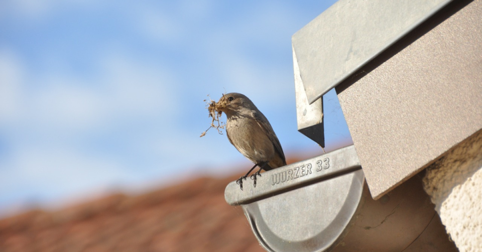 bird in gutter