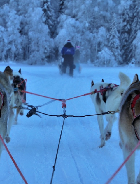 huskies pulling a sled in Lapland