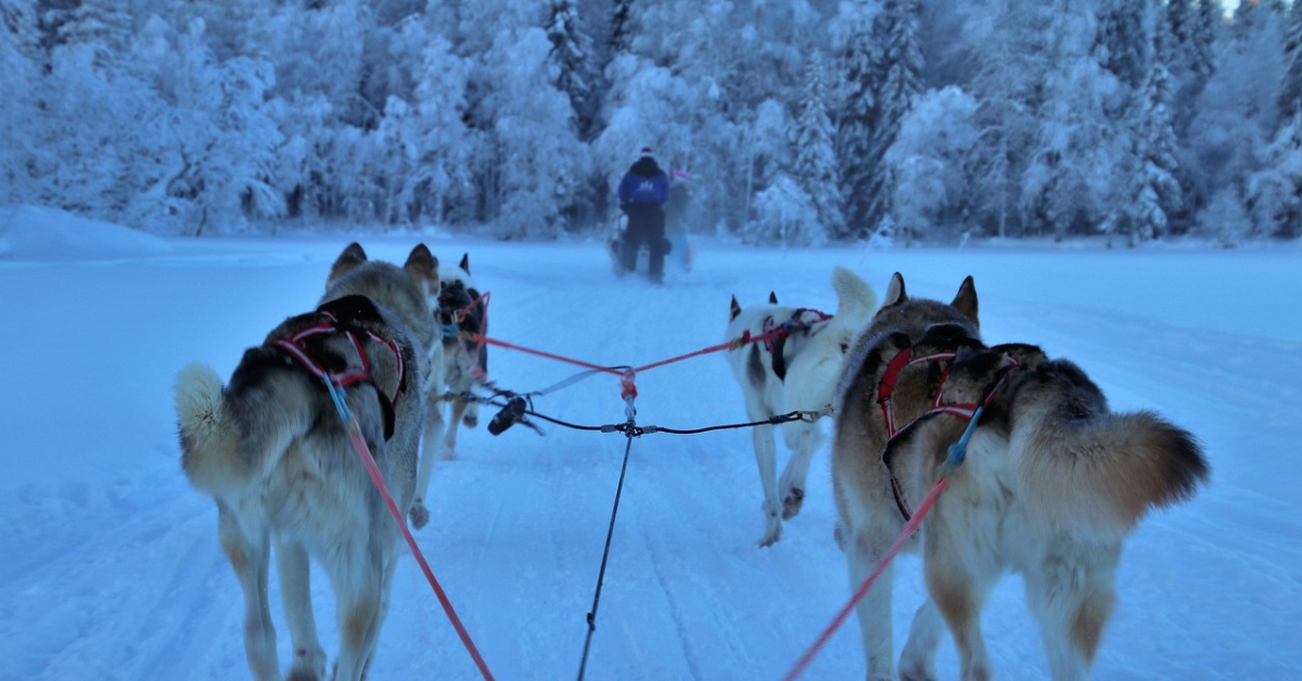 huskies pulling a sled in Lapland