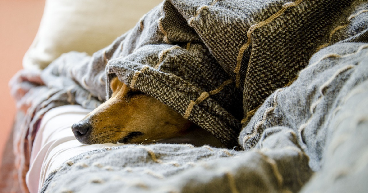 older dog under a cover