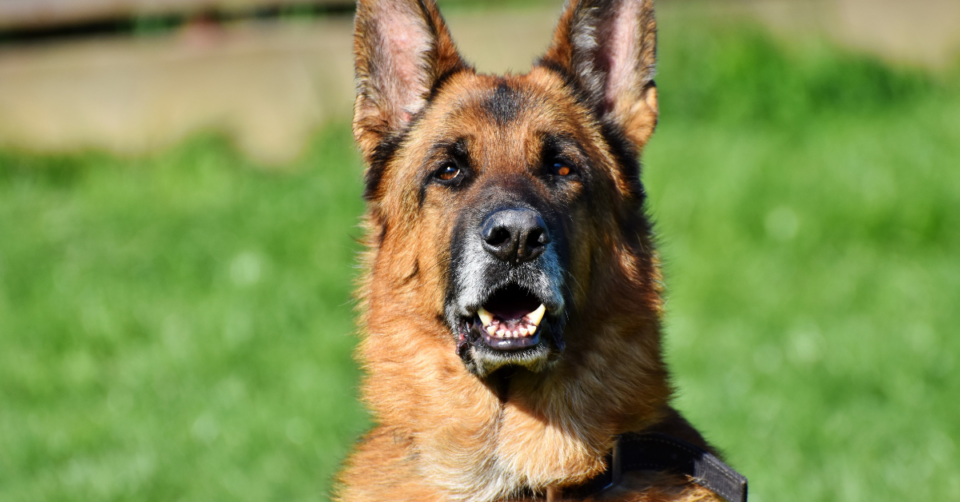 dog