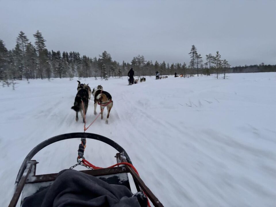 the dog sledding safari in Lapland