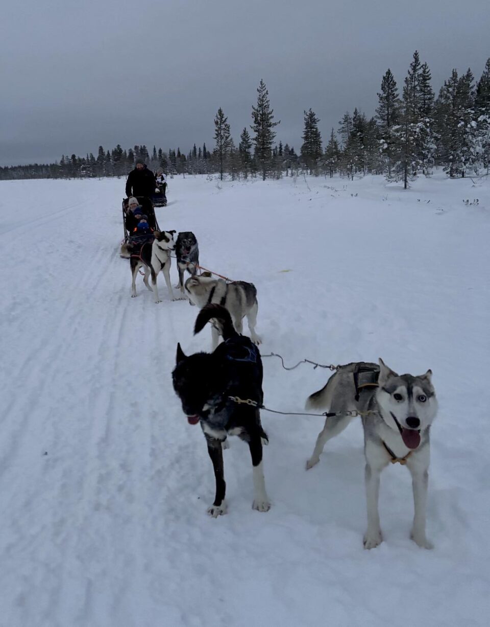 husky sledding safari in lapland