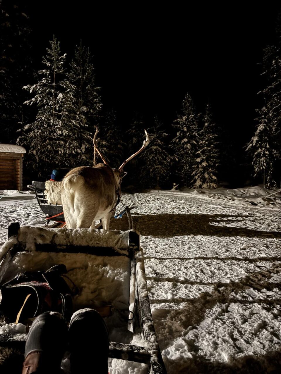 the reindeer sleigh ride