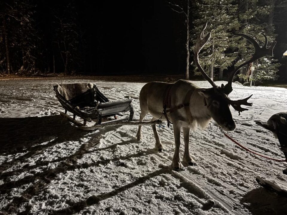 the reindeer and sleigh at searching for santa