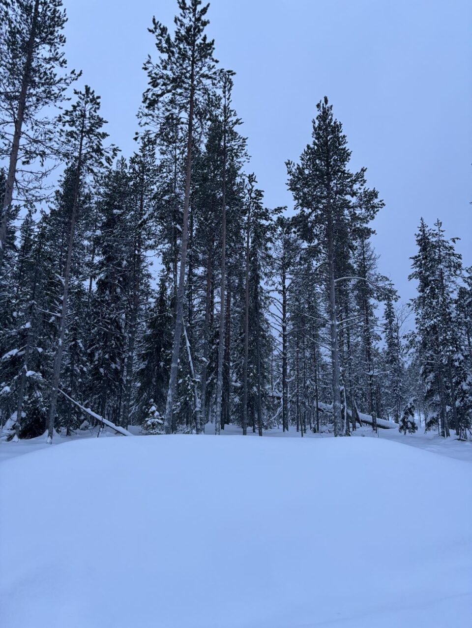 the woods and snow outside our cabin