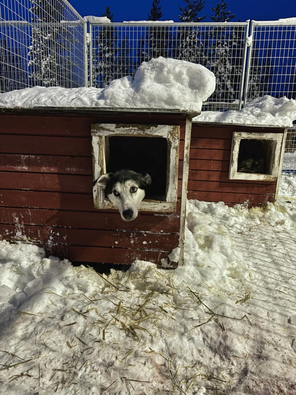 a husky in his kennel