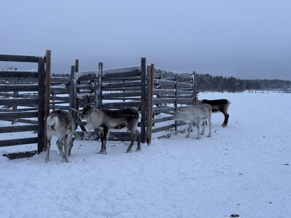 reindeer in the field