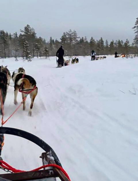 family-friednly husky safari sled tour in lapland review