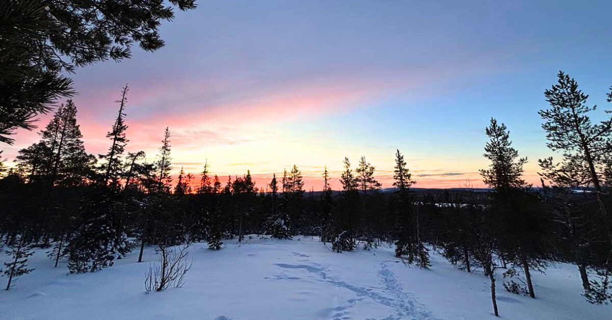 a lapland sunset with trees and snow