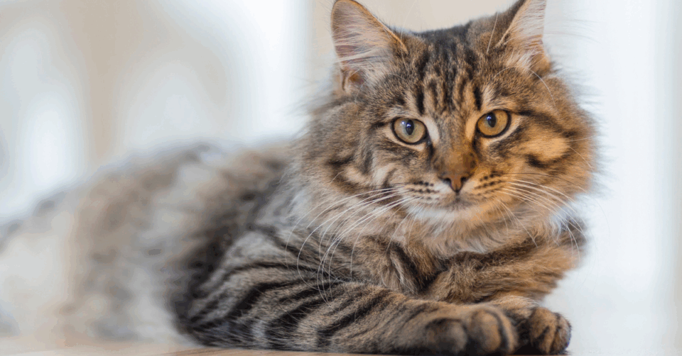 a fluffy tabby cat