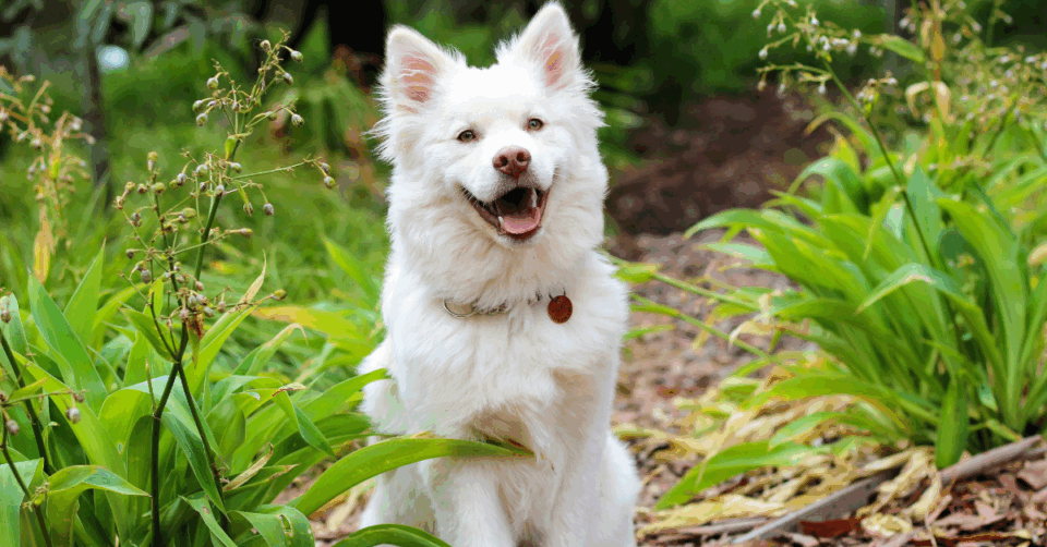 a happy white dog