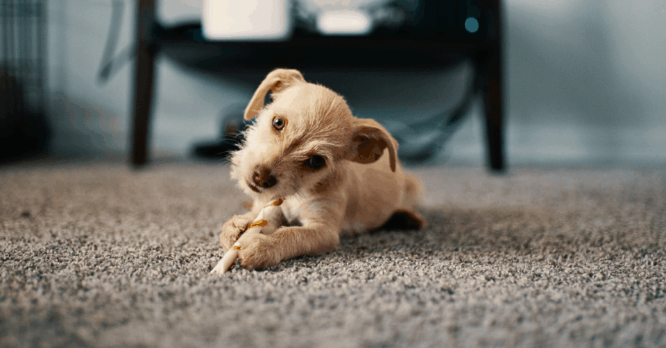pup on carpet
