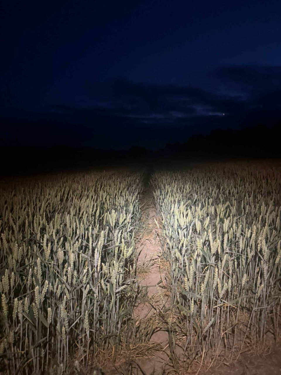 a corn field at night