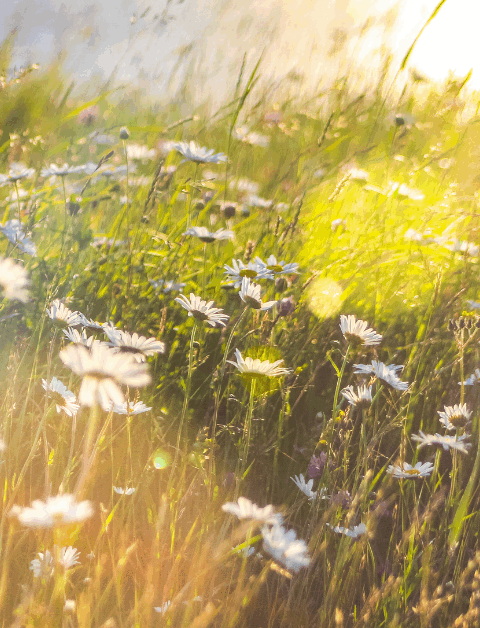 rural scene of wildflowers