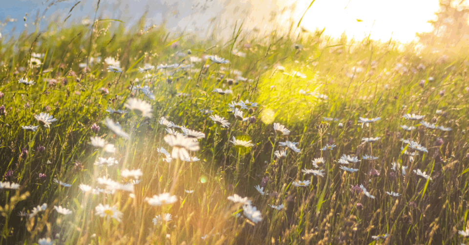 rural scene of wildflowers