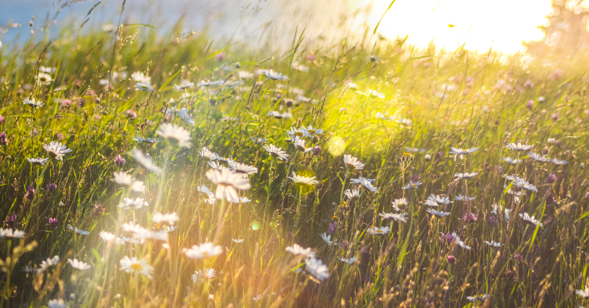 rural scene of wildflowers