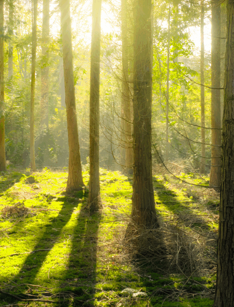 forest