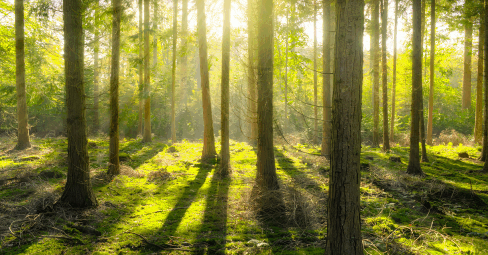 forest