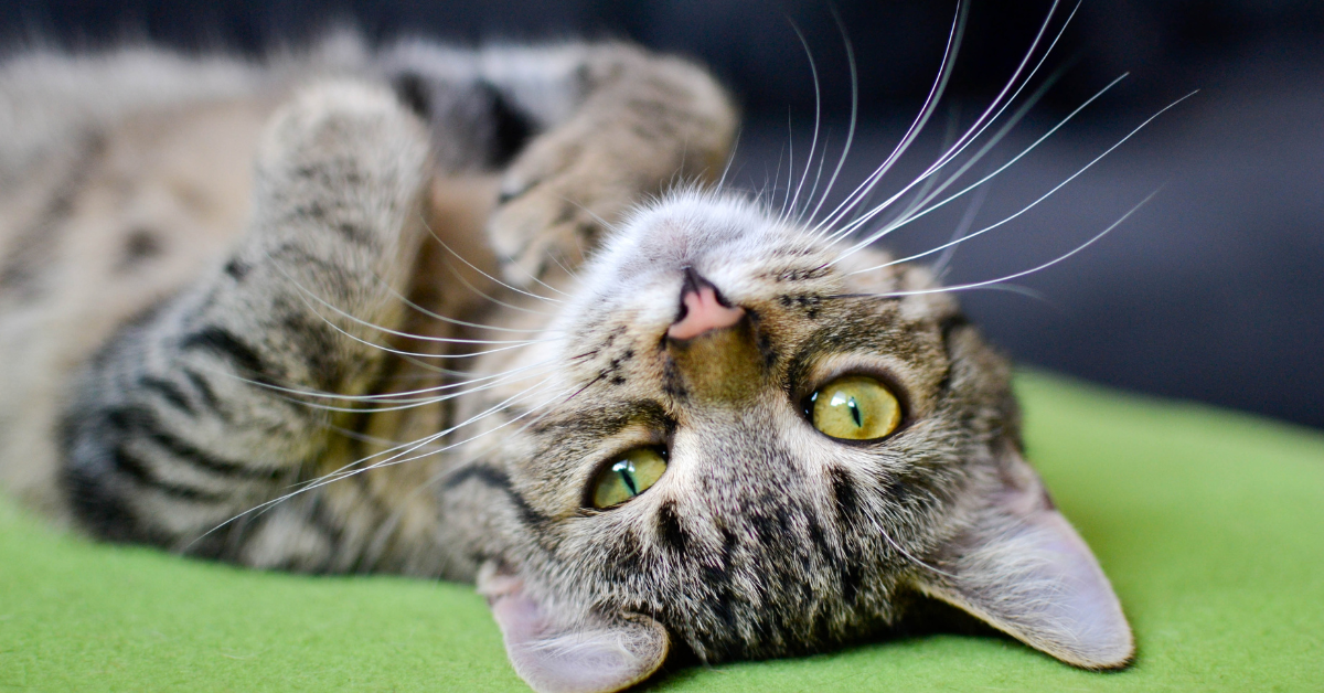 a tabby cat on its back