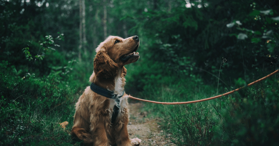 a dog on a lead in a forest