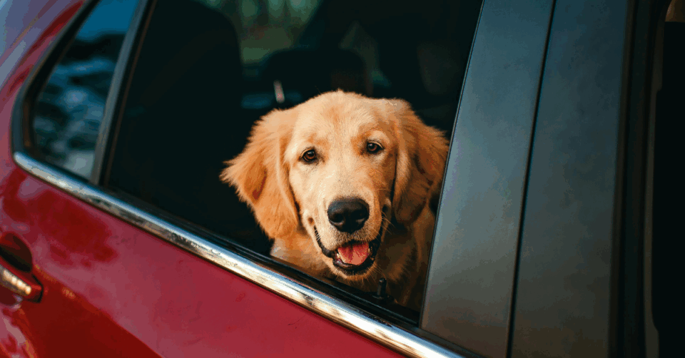 dog in car