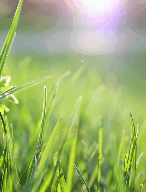 a healthy green lawn