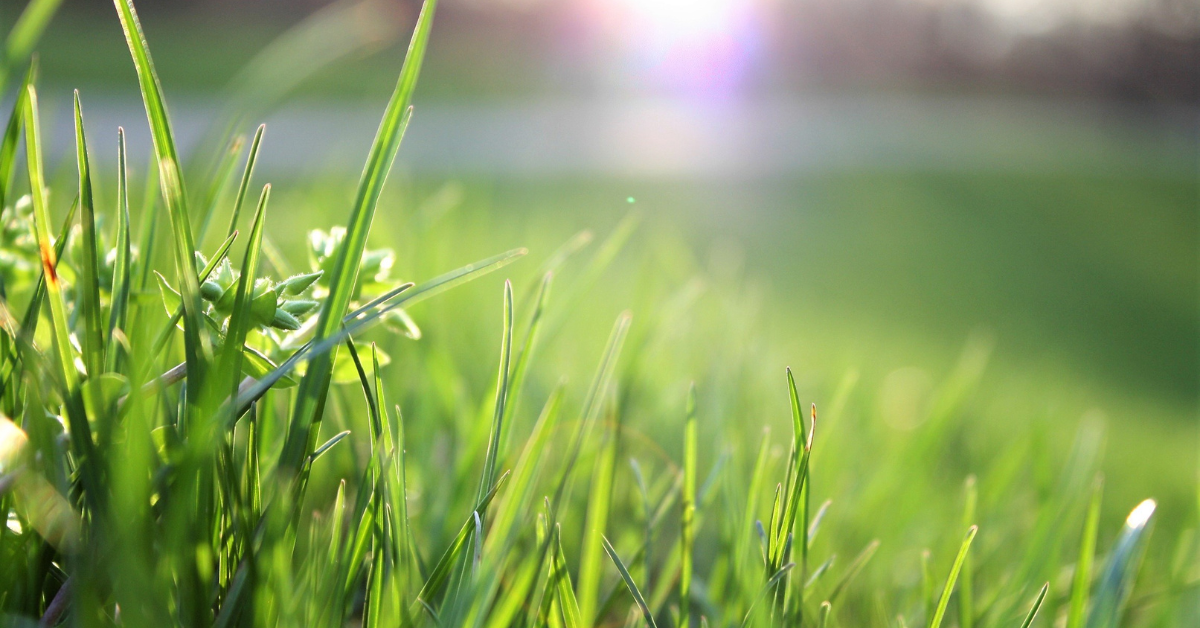 a healthy green lawn