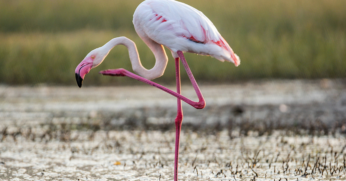flamingo