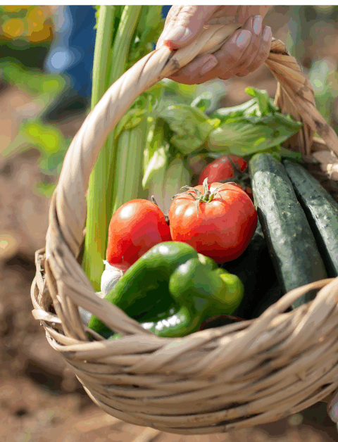 veg greshly picked from an allotment