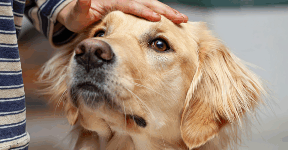 a hand on the head of a golden retriever