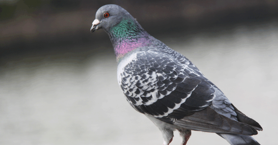 pigeon