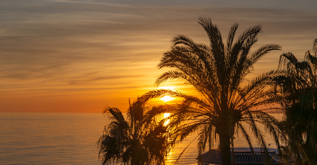 a sunset and palm tree in Andalusia