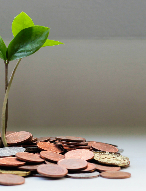 sapling growing out of some pennies