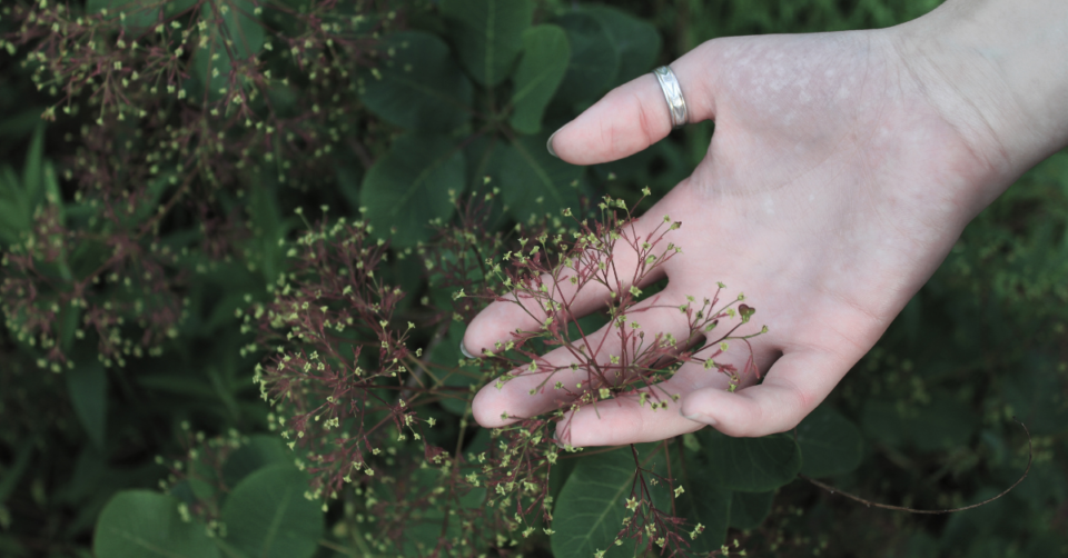 a hand on a plant