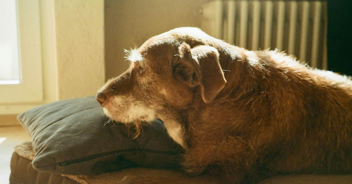 an elderly dog